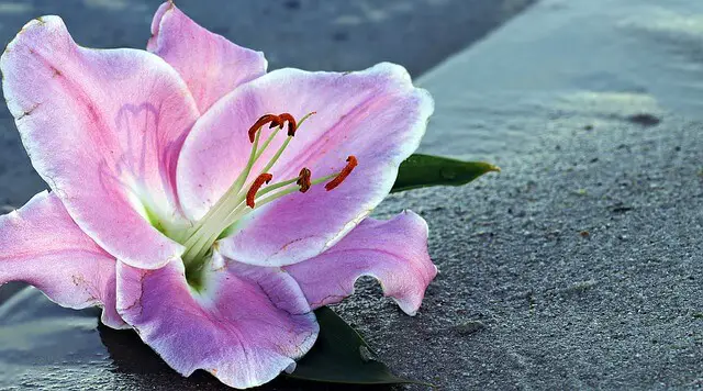 lily near water