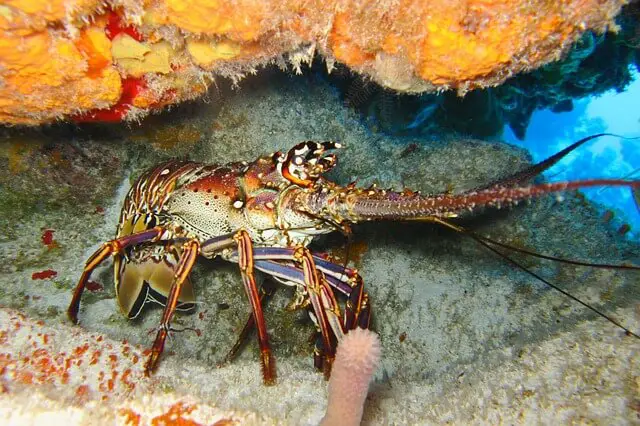 langosta en el océano