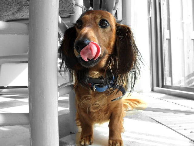 longhaired dachshund licking