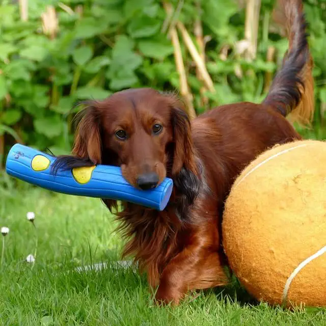 longhaired dachshund playing