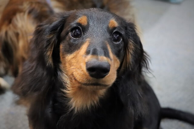 longhaired dachshund portrait