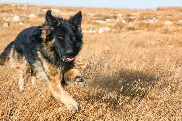 longhaired german shepherd