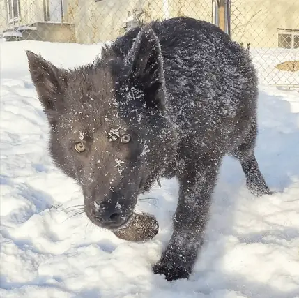 lycan shepherd closeup