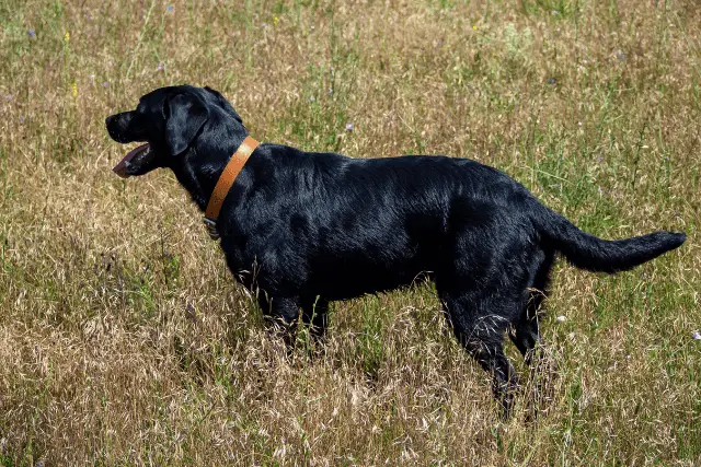 Majorca Shepherd Dog