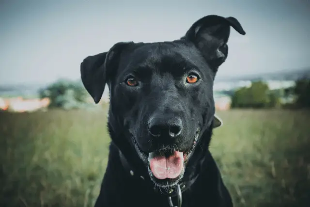 Majorca Shepherd Dog