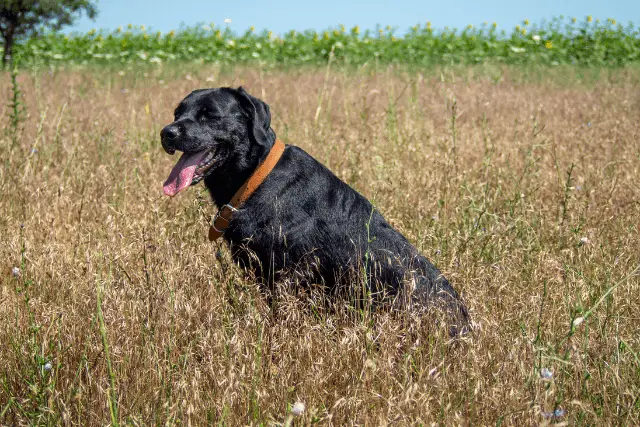 Majorca Shepherd Dog