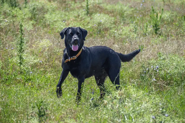 Majorca Shepherd Dog