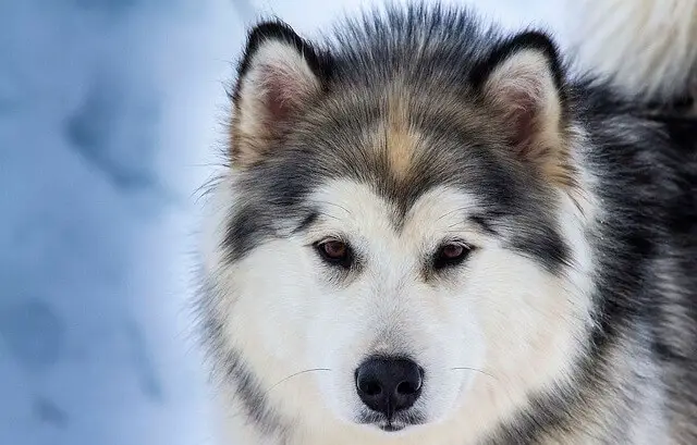 malamute face