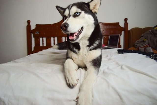 malamute on bed