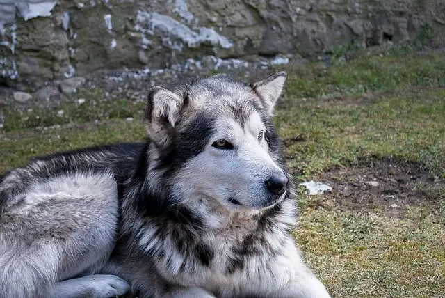 malamute outside