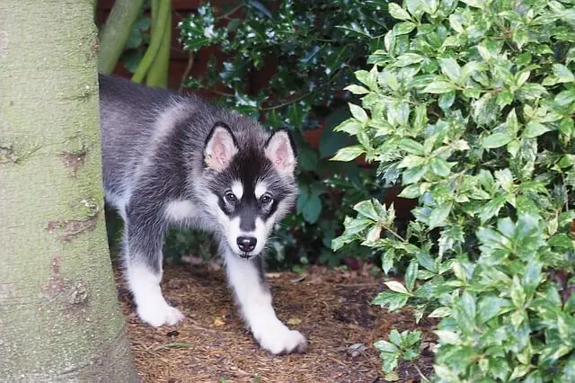 malamute puppy