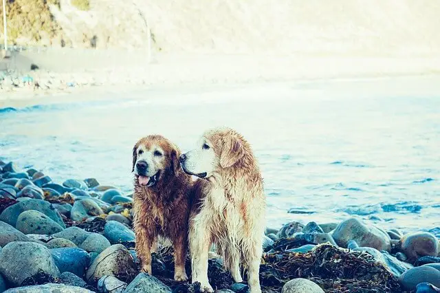 male and female labrador dogs