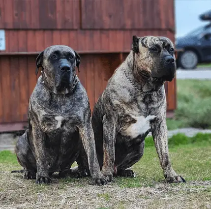 male and female presa canario