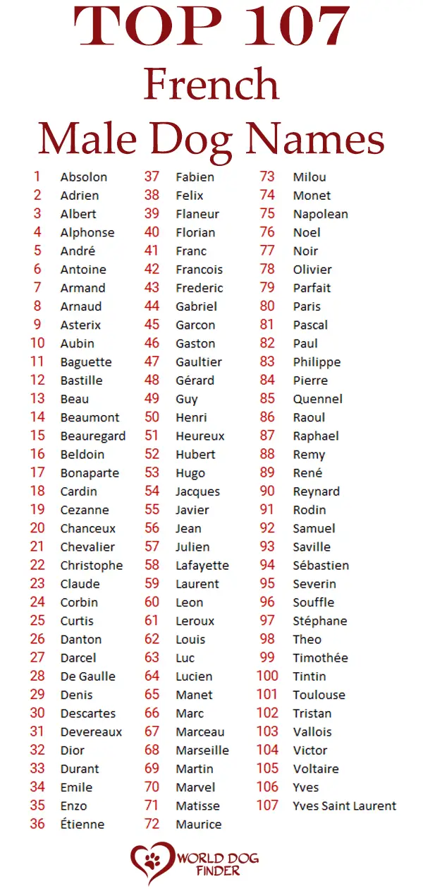 200 Most Popular French Dog Names - World Dog Finder