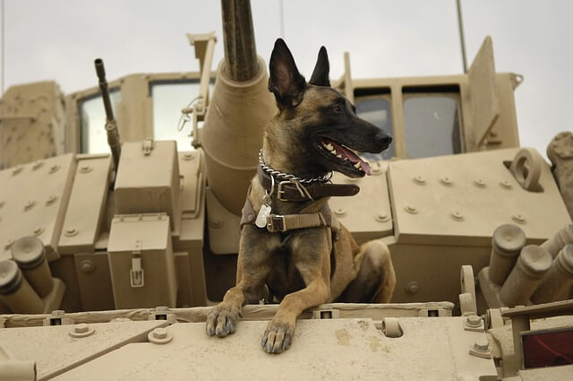 chien de l'armée malinois