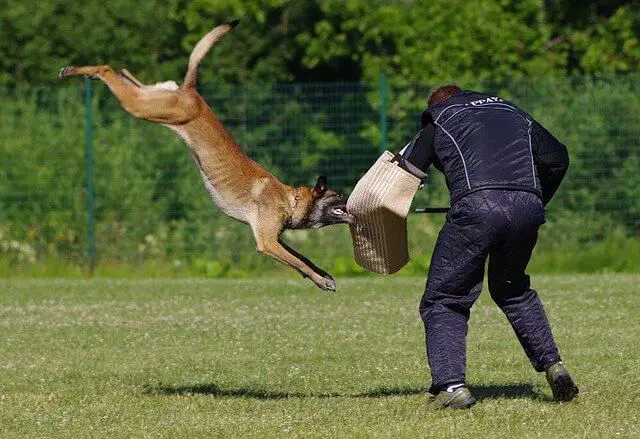 malinois attack training