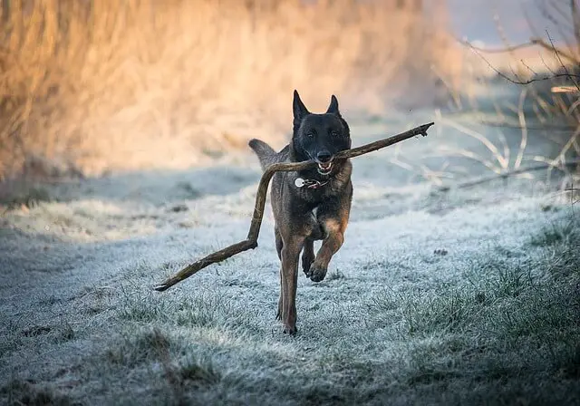 malinois nosi štap