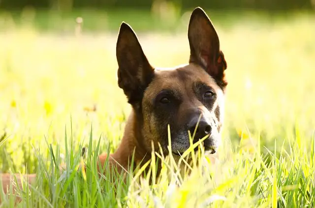 malinois in a meadow