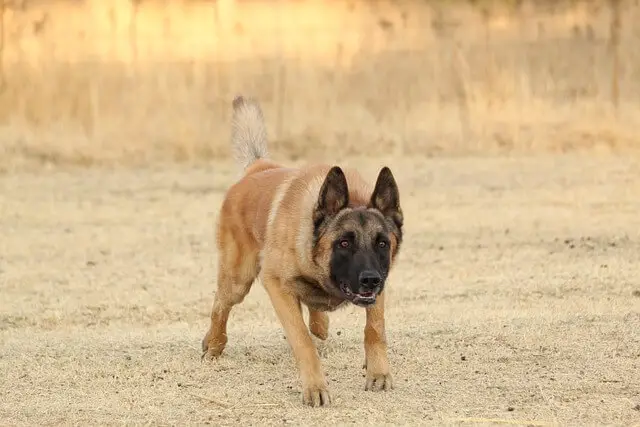 malinois in training