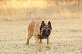 Aggie and Hank's #1 Male (Belgian Malinois/ Dutch Shepherd Cross puppy)