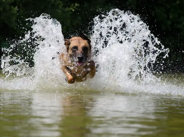 malinois in water