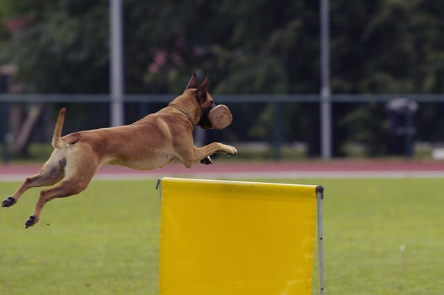 malinois jumping obstacle