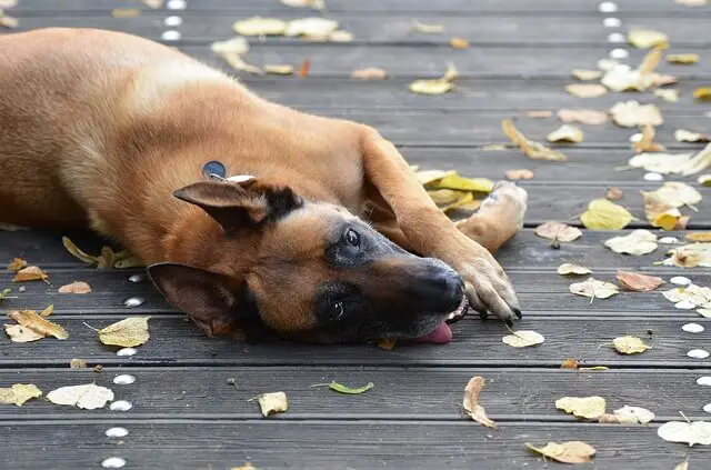 malinois laying on deck