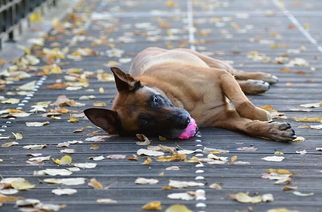 malinois tendido con pelota