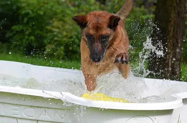 malinois playing in dog pool