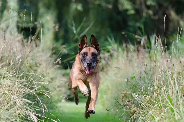 malinois u trku