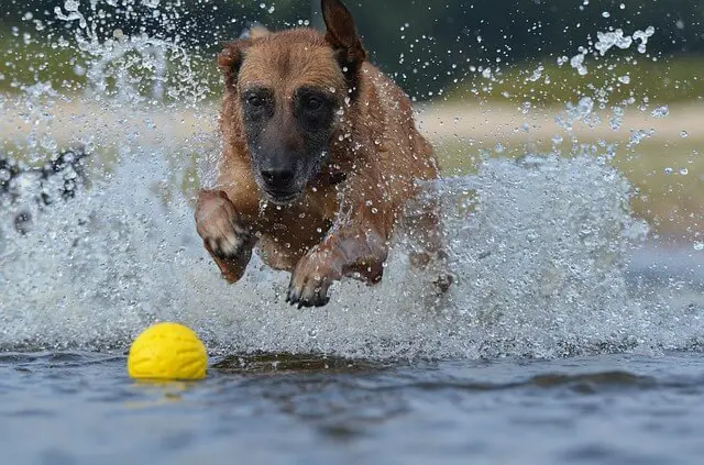 malinois running after a ball in water