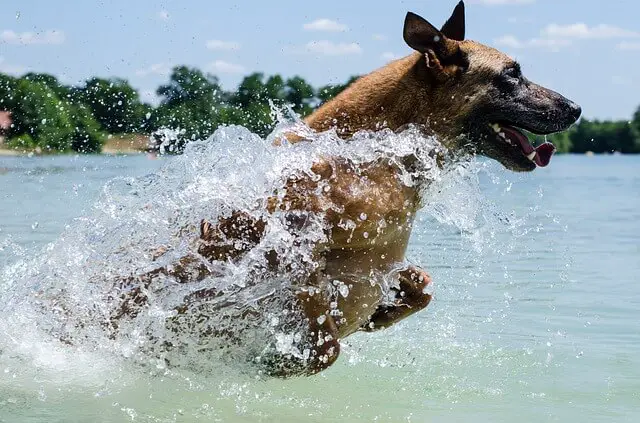 malinois running in water