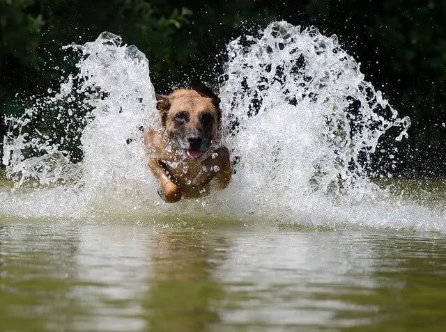 malinois corriendo por el agua