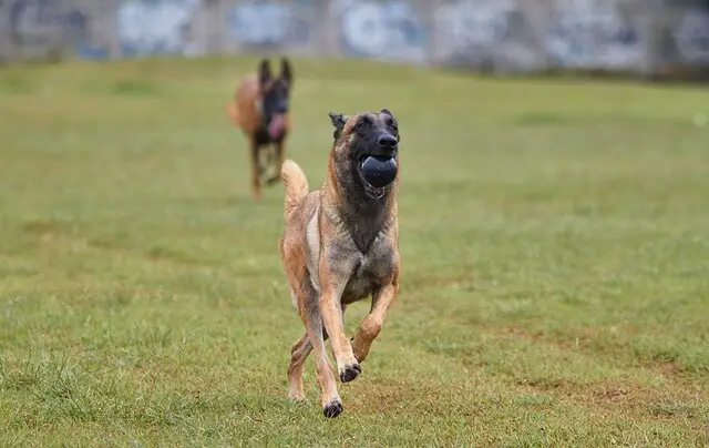 malinois running with toy