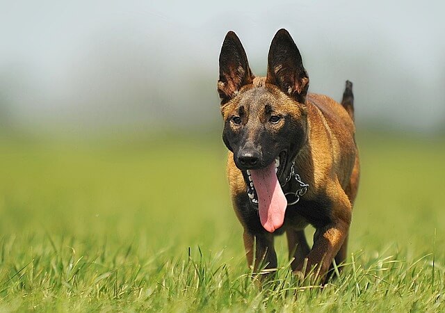 malinois with tongue out