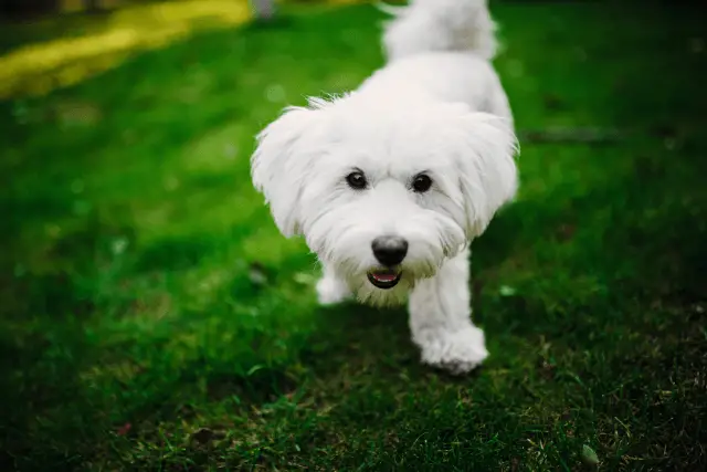 Maltese