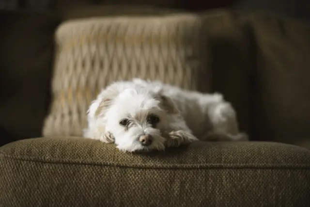 Maltese