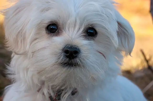 maltese