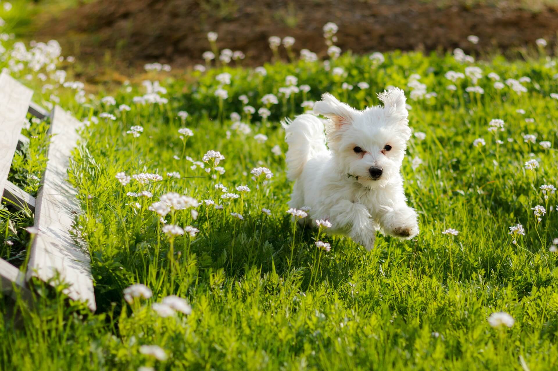 maltese in nature