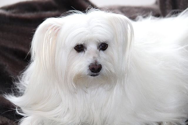 maltese long coat