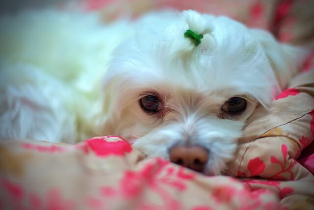 maltese on a couch