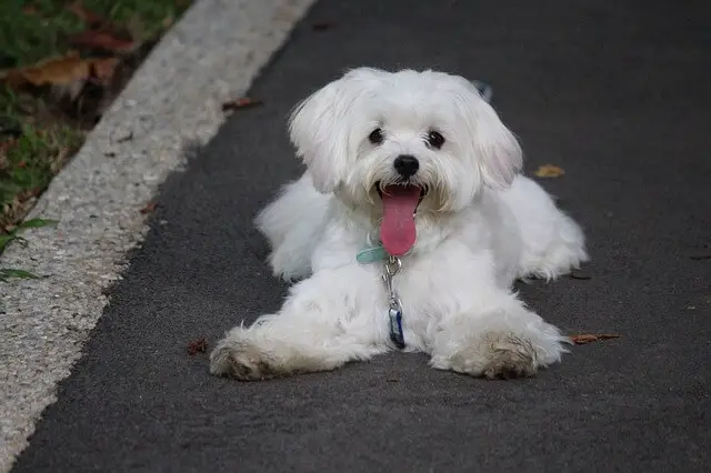 maltese a terra