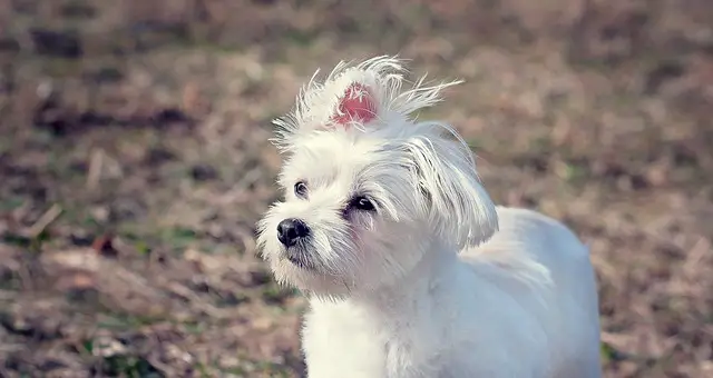 maltese puppy