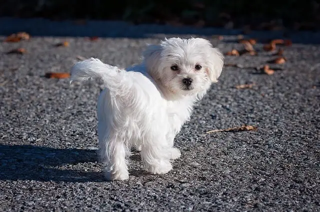 maltese puppy from behind