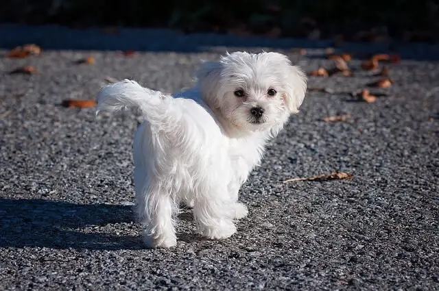 cucciolo maltese da dietro