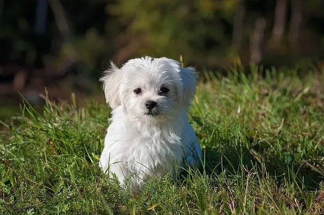 maltese puppy outside
