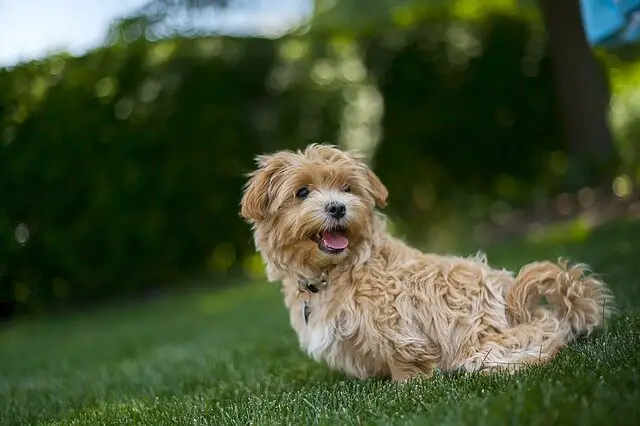 malitpoo