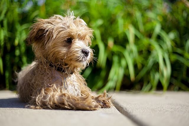 maltipoo laying