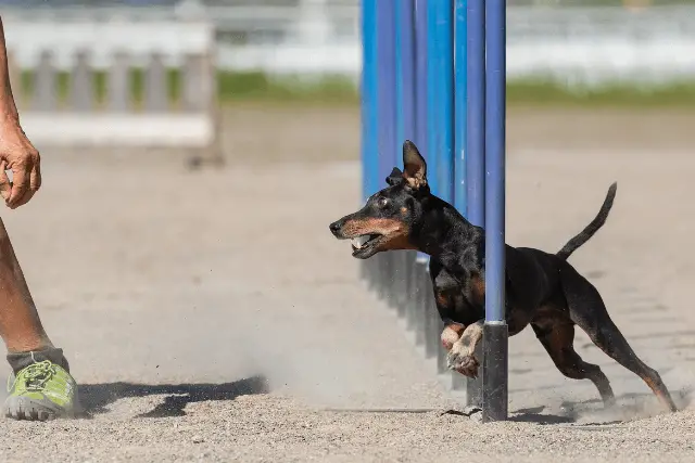 Manchester Terrier