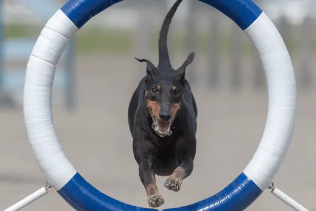 Manchester Terrier